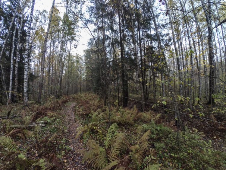 Захоронения в Ковалевском лесу