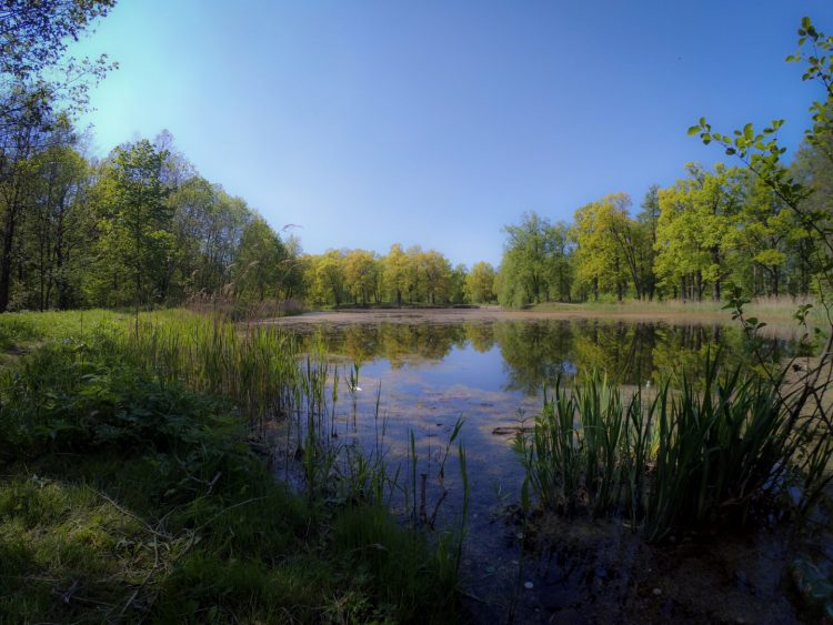 Пролетарский пруд в Александровском парке Петергофа