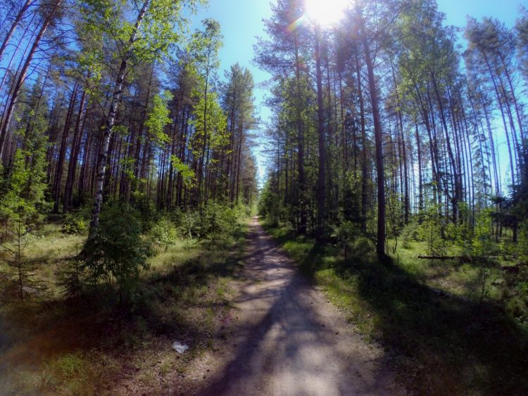Lenin's trail - Tarkhovka - Dibuny - cycle and hiking route