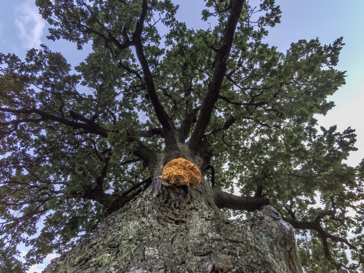 Дуб черешчатый - Quercus robur L
